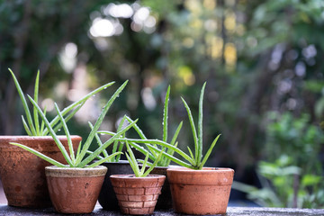 Group of aloe vera pot plant in garden