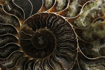 ammonite fossil texture © jonnysek