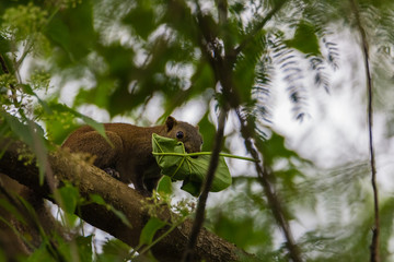 Tree squirrels are the members of the squirrel family commonly just referred to as squirrels in nature