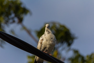 Rock dove, rock pigeon or common pigeon (Columba livia) in nature