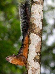 Red squirrel (Sciurus granatensis) in the rainforest of Costa Rica