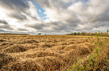 Fototapeta na wymiar Arable field in the countryside of rural Norfolk