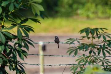 Yellow-vented Bulbul - Pycnonotus goiavier or eastern yellow-vented bulbul in nature