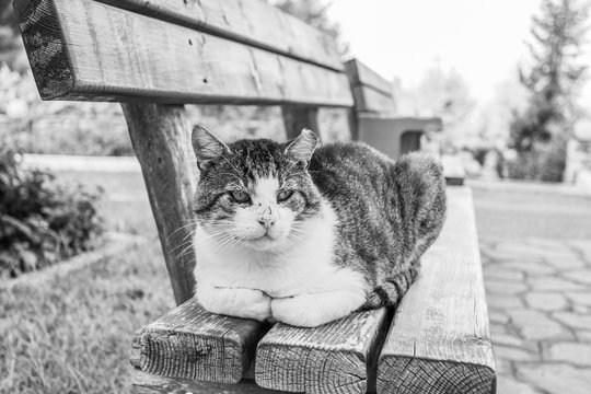 Closeup portrait of old cat laying on wooden bench outdoor. Horizontal black and white colors photography.