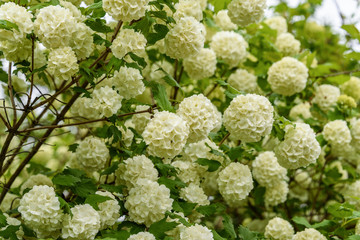 Viburnum buldenezh blossoms in the garden