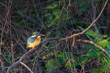 kingfisher on branch