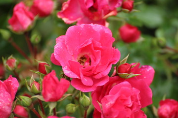 Rosenbusch im Sommer