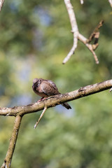 Spotted Dove (Spilopelia chinensis) in malaysia