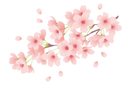 満開の桜の花　春のイメージ
