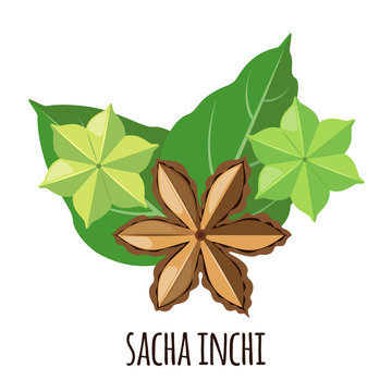 Sacha Inchi vector icon in flat style isolated on white background.