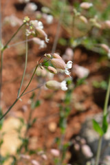 Narrow-leaved bladder campion