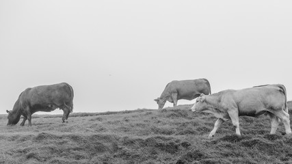 Black and white misty pasture with herd of cattle 