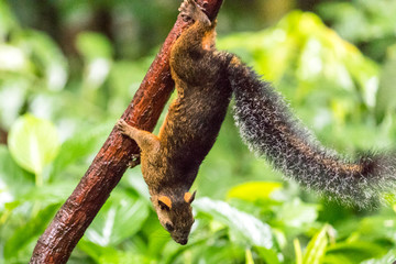 Red squirrel (Sciurus granatensis) in the rainforest of Costa Rica