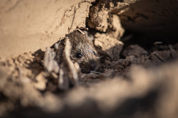 Adorable Wood mouse (Apodemus sylvaticus) in its natural habitat, hiding in a hole. This cute looking mouse is found across most of Europe and is a very common and widespread species.