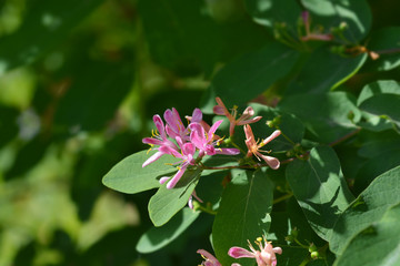 Blue-leaf honeysuckle