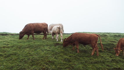 Naklejka na ściany i meble Cows Grazing on Spring Morning - Ireland