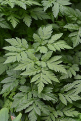 Hairy Chervil