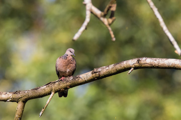 Spotted Dove (Spilopelia chinensis) in malaysia