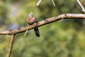 Spotted Dove (Spilopelia chinensis) in malaysia