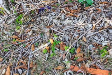 Broken Branches On The Groun