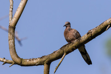 Spotted Dove (Spilopelia chinensis) in malaysia