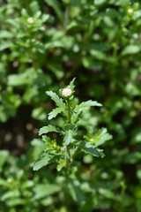 Saw-leaved moon daisy