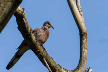 Spotted Dove (Spilopelia chinensis) in malaysia