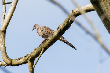 Spotted Dove (Spilopelia chinensis) in malaysia