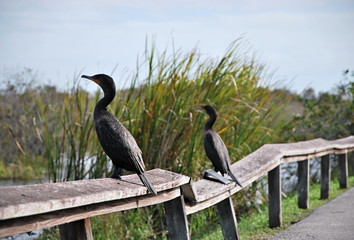 Everglades National Park, Florida