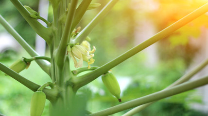 Green baby papaya is closely attached to the tree