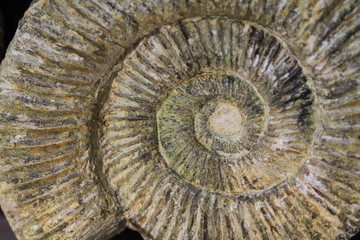 ammonite fossil texture © jonnysek