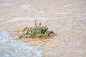 Ghost crab