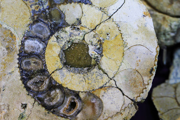 ammonite fossil texture