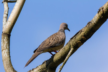 Spotted Dove (Spilopelia chinensis) in malaysia