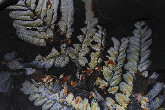 Fern Plant Fossil