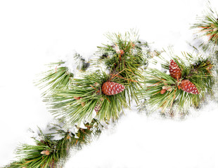 Naklejka na ściany i meble Fir Branch With Pine Cone And Snow 