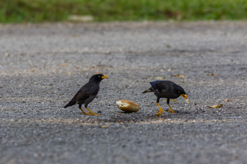 Common Myna (Acridotheres tristis tristis) in nature