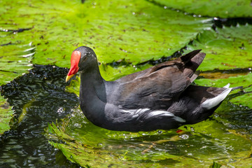 Moorhen