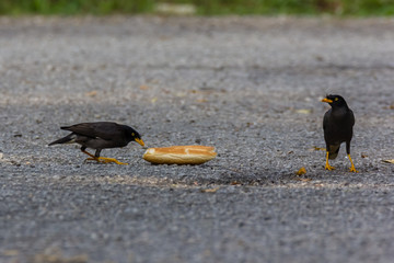 Common Myna (Acridotheres tristis tristis) in nature