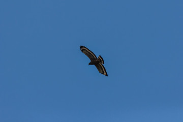 Serpent Eagle soaring in the blue sky