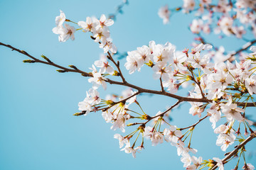 満開の桜　晴天