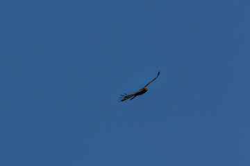 Obraz premium Serpent Eagle soaring in the blue sky