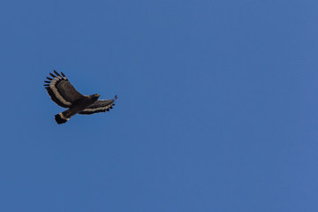 Serpent Eagle soaring in the blue sky