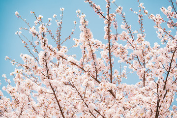 満開の桜　晴天
