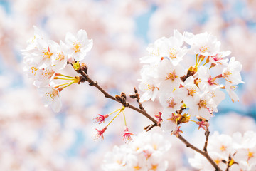 満開の桜　晴天