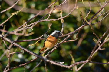 Male Daurian redstart perched on the branch of Ume.