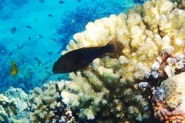 coral reef in Red Sea