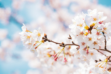 Obraz premium 満開の桜 晴天