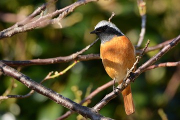 Male Daurian redstart perched on the branch of Ume.