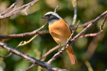 Male Daurian redstart perched on the branch of Ume.